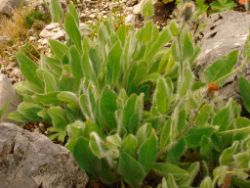 2013-08-18_Regina-F-Rau_Schachen_Blumen  (044).JPG